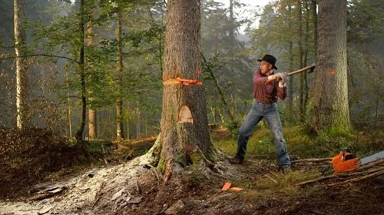 Vegetação nativa avaliada em levantamento florestal