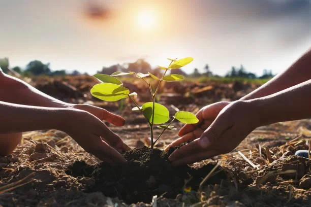 Área de preservação permanente em recomposição