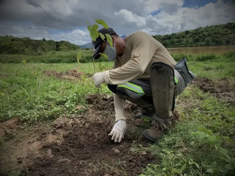 Profissional realizando plantio em área de recuperação ambiental